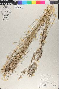 Poa pratensis subsp. pratensis image