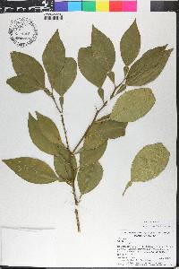 Citrus aurantium image