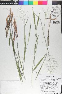 Dichanthelium dichotomum subsp. roanokense image