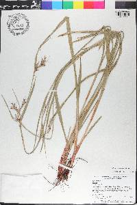 Scleria triglomerata image