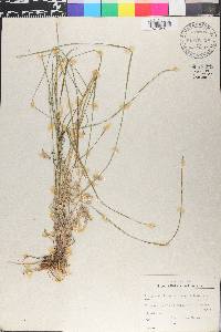 Poa pratensis subsp. pratensis image