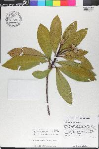 Gordonia lasianthus image