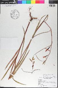 Ludwigia longifolia image