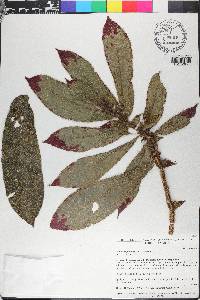 Columnea perpulchra image