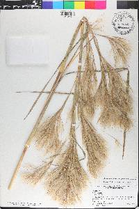 Andropogon glomeratus image