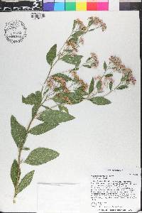 Pluchea odorata image