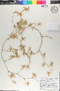 Oncidium hastatum image