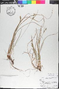 Carex dasycarpa image