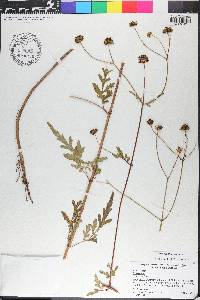 Bidens mitis image