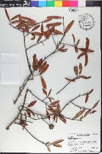 Quercus geminata image