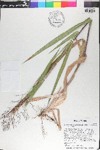 Dichanthelium scabriusculum image