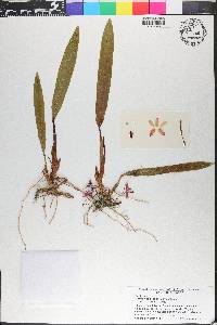 Maxillaria tagianarae image