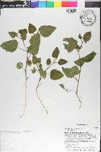 Physalis arenicola image