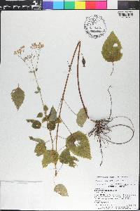 Ageratina jucunda image