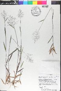 Dichanthelium acuminatum subsp. leucothrix image