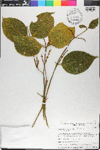 Phoradendron chrysocladon image