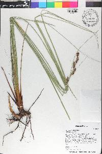 Carex verrucosa image