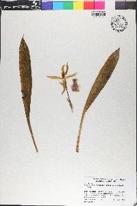 Cochleanthes aromatica image