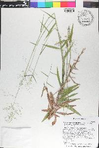 Dichanthelium dichotomum subsp. nitidum image