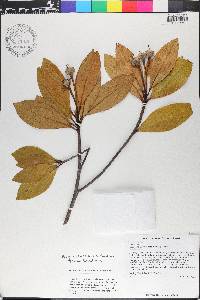 Gordonia lasianthus image