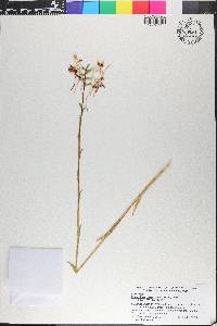 Platanthera integrilabia image