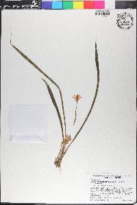 Maxillaria angustissima image