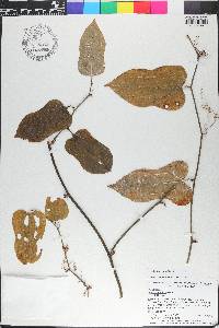 Smilax tamnoides image