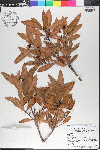 Persea borbonia image