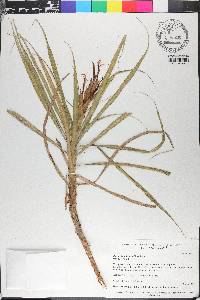 Pitcairnia aphelandriflora image