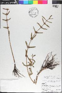 Ammannia latifolia image