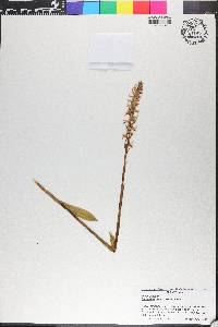 Spiranthes odorata image