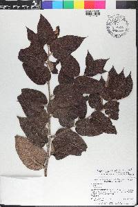 Trema micrantha image