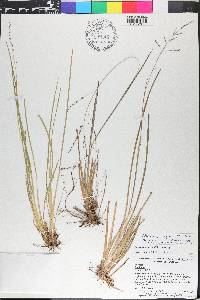 Coleataenia longifolia image