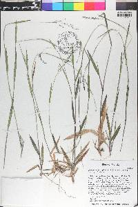 Dichanthelium dichotomum subsp. lucidum image