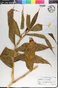 Sobralia ciliata image