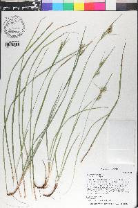 Carex dasycarpa image