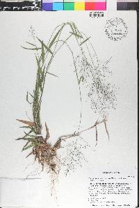 Dichanthelium acuminatum subsp. leucothrix image