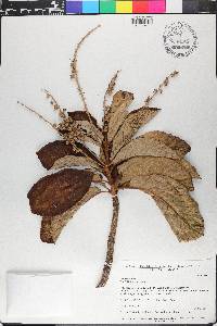 Clethra lanata image