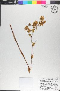 Cyrtopodium polyphyllum image