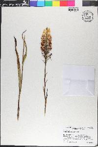 Platanthera ciliaris image