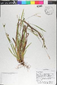 Carex godfreyi image