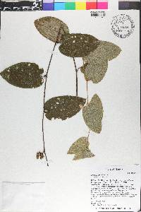 Smilax pumila image