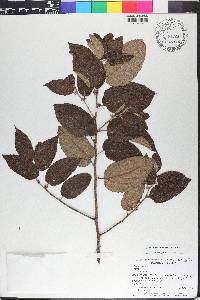 Trema micrantha image