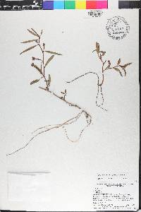 Ludwigia octovalvis image