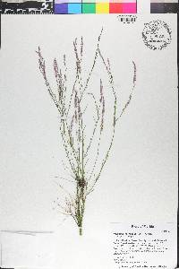 Polygala leptocaulis image