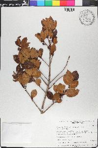 Erythroxylum brennae image