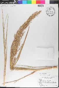 Panicum amarum image