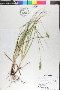 Carex fissa image