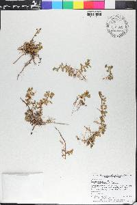 Bacopa monnieri image
