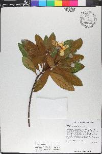 Gordonia lasianthus image